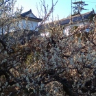 梅と常盤木門