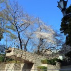 御殿山公園の桜