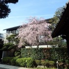 境内の桜