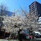 稲毛神社境内の桜