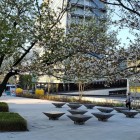 白鬚橋東詰交差点付近の桜
