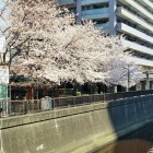 呑川沿いの桜