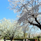 本門寺境内の桜