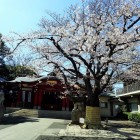 旗岡八幡神社境内の桜