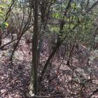南尾根の畝状空堀群
