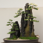 三の丸広場で菊花展を見学