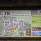 掛川桜案内解説板