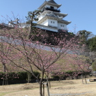 二の丸庭園より、掛川桜ちらほら咲