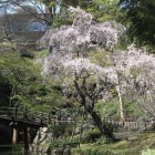 日本庭園の枝垂れ桜満開、左樹勢が弱く片寄ってしまった