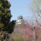 大手門脇から柳も芽吹いて来ました