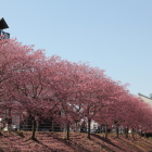 逆川東側の掛川桜