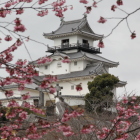 逆川南土手掛川桜の隙間より
