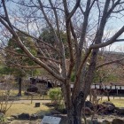 根尾村から寄贈の薄墨桜