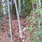 東側の虎口っぽい部分