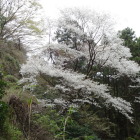 葛城山下山途中の桜。今日一。