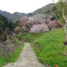 葛城山スタート地点。まだ桜が綺麗。