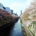 目黒川の桜