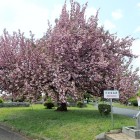 桜と標識