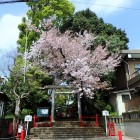 六所神社入口の桜