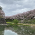 正門前の桜