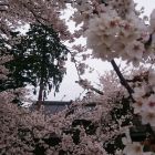 大塚城の春