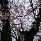 原田城の春
