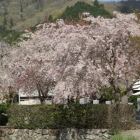 代用外濠久米川沿いの枝垂れ桜