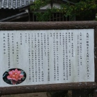大賀蓮