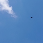 ずっとホバリングしてた