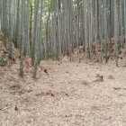 竹が元気