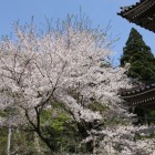 山門横の桜