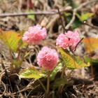 山城麓に咲く花、名前は？