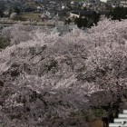 天守より桜の眺め