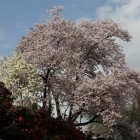史料館周辺の桜、椿、こぶし？