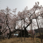 山高神代桜、推定樹齢２０００年？