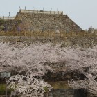 水堀外より、天守曲輪の桜と天守台