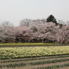 神代桜の有る実相寺境内の桜と水仙