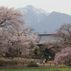 実相寺境内の桜と甲斐駒ヶ岳か？