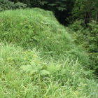 草が茂ってる東尾根曲輪から草茂五重堀方向