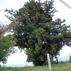 大きな杉の木