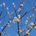 飛山城