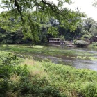 柿田川