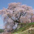 又兵衛桜