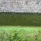 堀に映る石垣