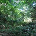 主郭内部。藪で踏み入れず…