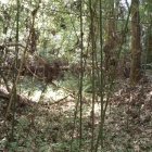 もう一つ竹藪、じゃなく空堀
