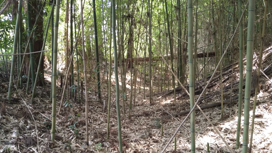 竹藪の中に空堀