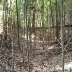竹藪の中に空堀