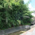 正願寺上池と土塁の竹藪