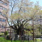 有名な石割桜は葉桜